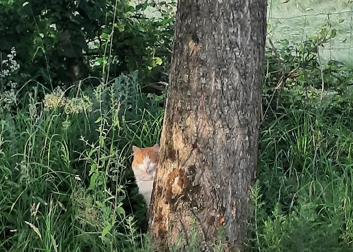 Les Embreoles Bed & Breakfast